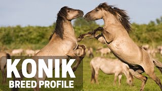 Konik Horse Breed Profile History - Price - Characteristics - Training - Grooming Konik Horse Breed Profile History - Price - Characteristics - Training - Grooming
