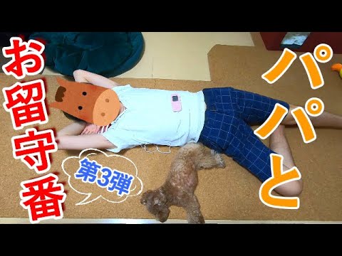 パパと犬だけでお留守番！彼らはママがいないとどんな風に過ごすのか？【トイプードル】