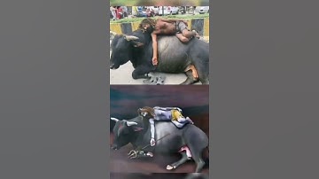 Devon ke Dev Mahadev | Akki kalyan | Mahadev status | Mahakaal status | Viral #shiv #trending #bhole