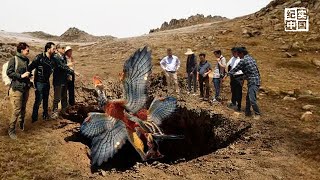 中国联合国外专家在荒漠挖出浑身覆盖羽毛有四个翅膀的侏罗纪盗龙！闻所未闻，推翻常识【国之宝】