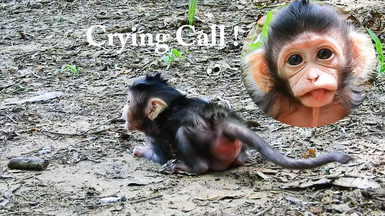 foundry CRYING SCARE ! Mom Lizzy Leaves Baby Lizza Walking Alone/New Baby Walking Scare Calling Mummy