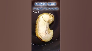 time lapse, mango seed in water for 17 days