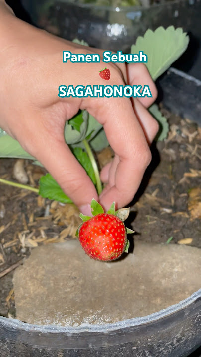 Harvest 🍓 Sagahonoka #strawberry #strawberry #homegardening