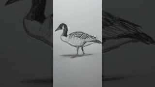 Draw a Canada goose 🇨🇦🪿 Easy drawing lesson for beginners. #howtodraw #drawinglesson