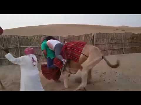 Buzz Funny Camel Ride Titanic Try Not To Laugh Funny Animals Videos Youtube