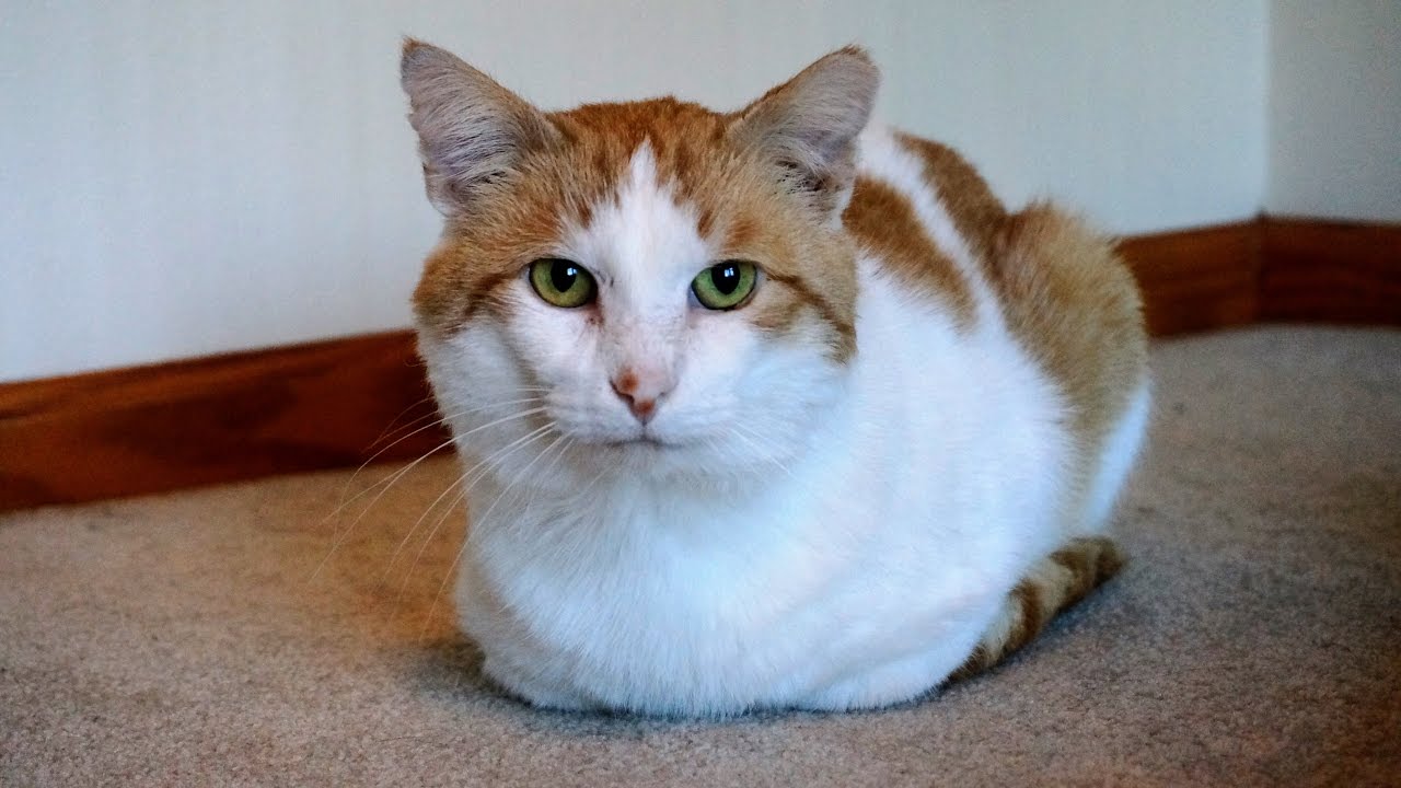 white orange tabby cat