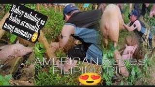 FOREIGNER SAVES FILIPINO PIG IN THE PROVINCE🇵🇭