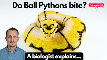 Do Ball Pythons bite? How bad is it?