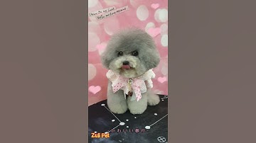 Úm Ba La Hô Biến Ra Bé Poodle Siêu Đáng Yêu 😍