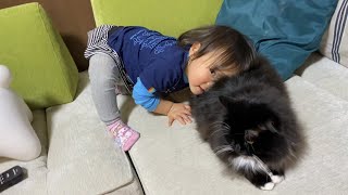 顔をうずめられる猫　ラガマフィン　going to bury face in the cat back. Ragamuffin.