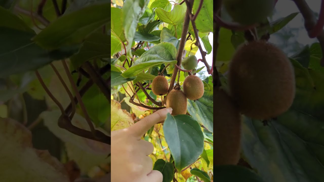 1ere fructification des Kiwaï ! C&amp;#39;est trop bon ! - YouTube