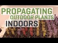 Propagating Outdoor Plants Indoors Under Grow Lights