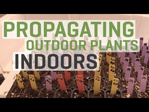 Video: The Subtleties Of Propagation Of Indoor Flowers By Cuttings