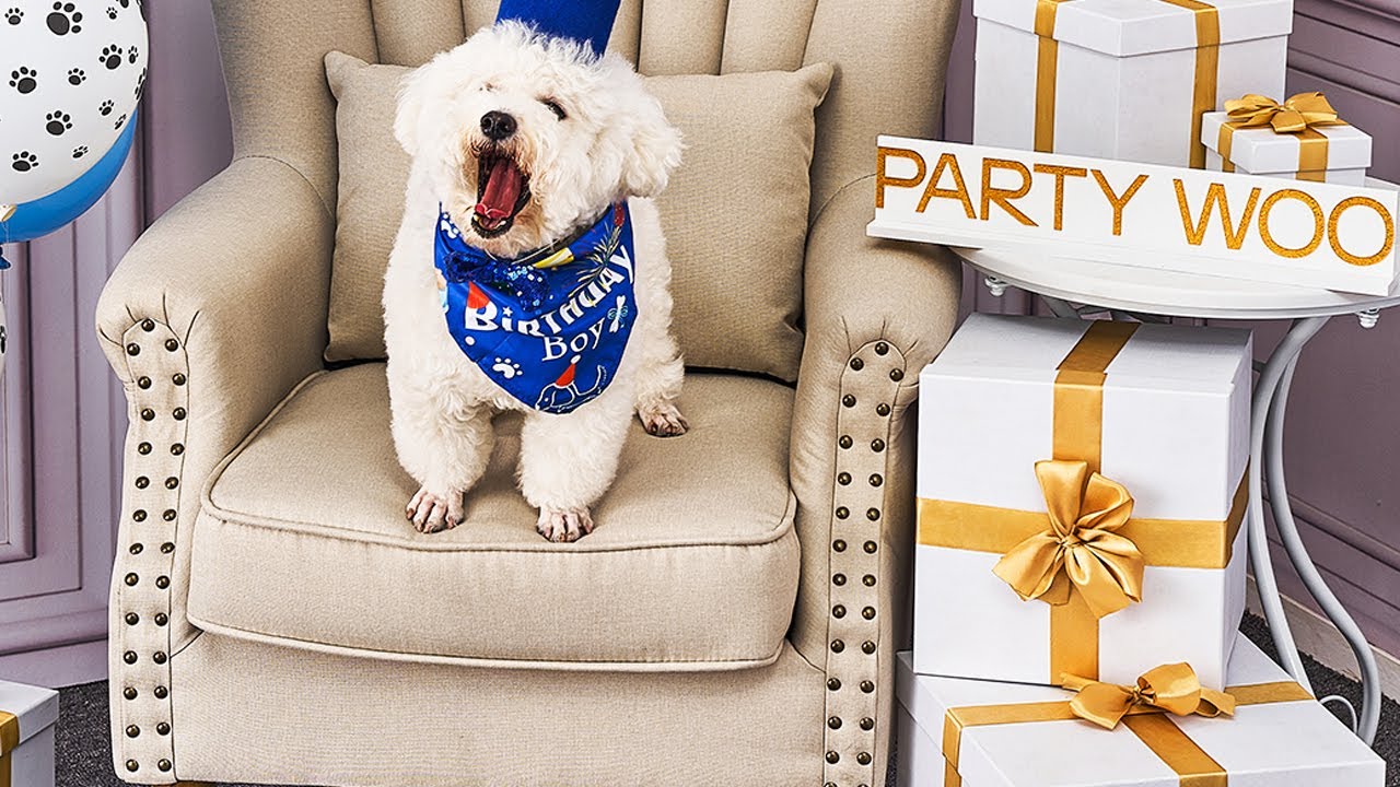 PartyWoo Dog Birthday Party Supplies, Dog Birthday Bandana, Birthday Hat, Blue Birthday Banner