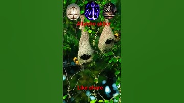 #القران_الكريم #تلاوه_خاشعه #قال رب انیی ظلمت نفسی #الشيخ محمود الشحات #duet #foryou