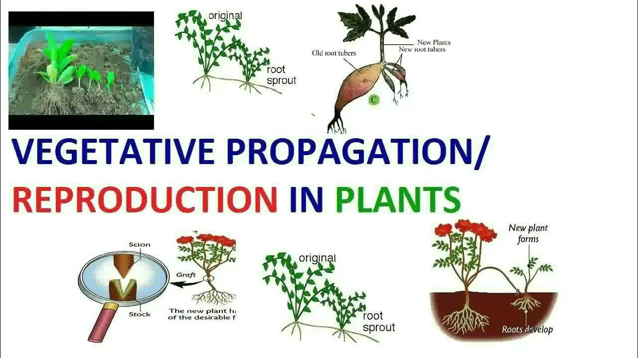 Vegetative propagation natural and artificial vegetative propagation