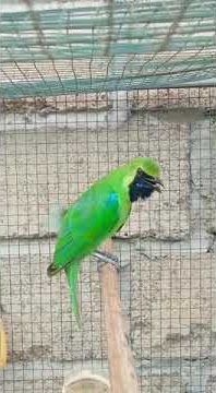 Cucak ijo endemik bwi purwo jamtrok,  by Zahra zipora