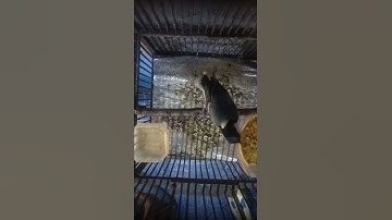 Thumbnail of pancingan suara glatik wingko. 100%jamin nyaut gelatik anda. guru vokal terbukti. januari 2022