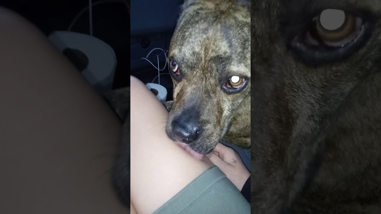 My friend's dog will not stop licking me YouTube