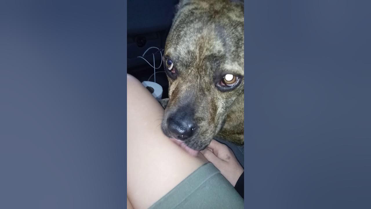 My friend's dog will not stop licking me YouTube