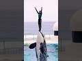 Circus With Dolphin Mtvmedia Circus Dolphin Miyu 
