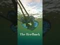 We Finally Understand the Call Of The Reefback #subnautica #gamingshorts #gaming