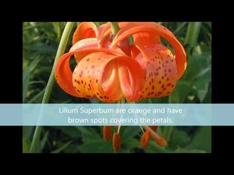 Βίντεο: Turk's Cap Lily Care - Συμβουλές για την καλλιέργεια του Turk's Cap Lilies