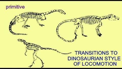 PL2: TRANSITIONAL FOSSILS IN DINOSAUR EVOLUTION