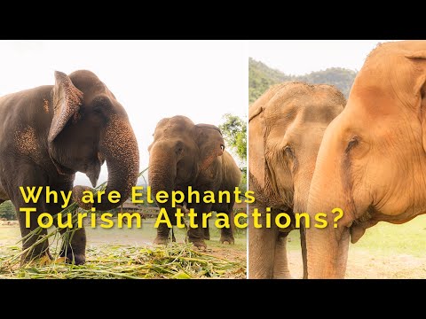Wideo: Inspiracja Z Elephant Nature Park W Tajlandii - Matador Network