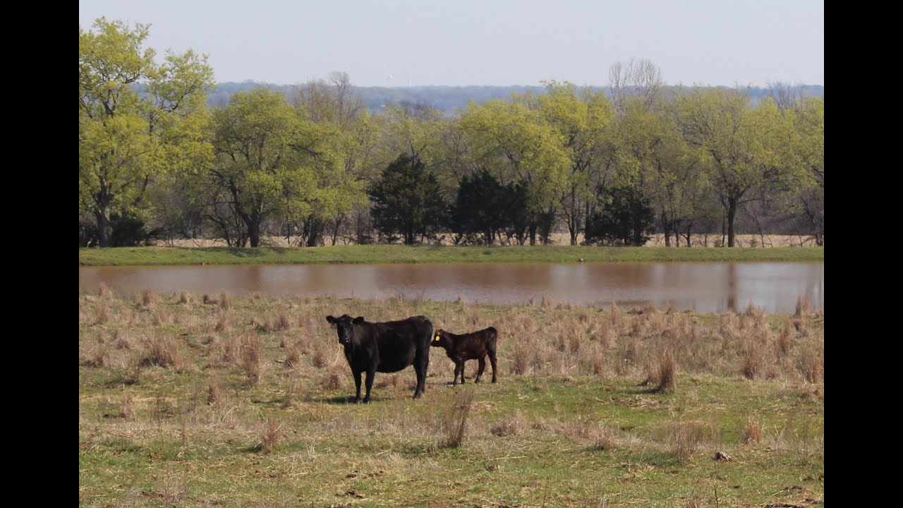 Musgrave Real Estate YouTube