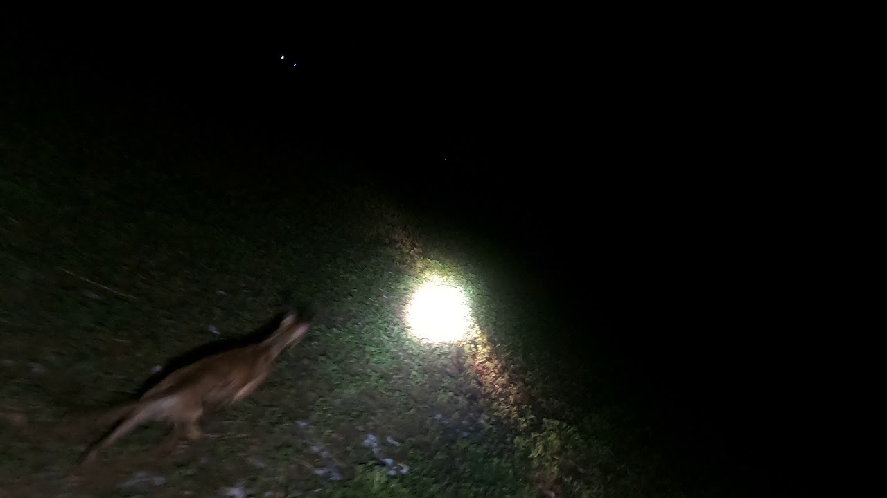lamping rabbit - YouTube