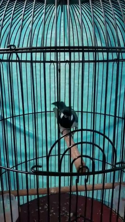 Gelatik batu cetetan nembak cililin