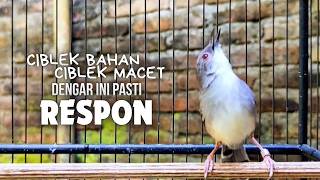CIBLEK GACOR NGEBREN variasi melimpah buat Pancingan Ciblek Semi bahan jadikan ciblek kristal gacor