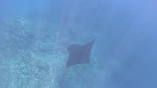 Manta Ray with tiny fish