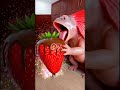 Marvelous Dancing Polish Cow funny Axolotls Chocolate strawberry asmr cow dance animal funny video
