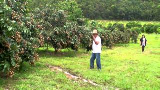 Longan Organic Farms