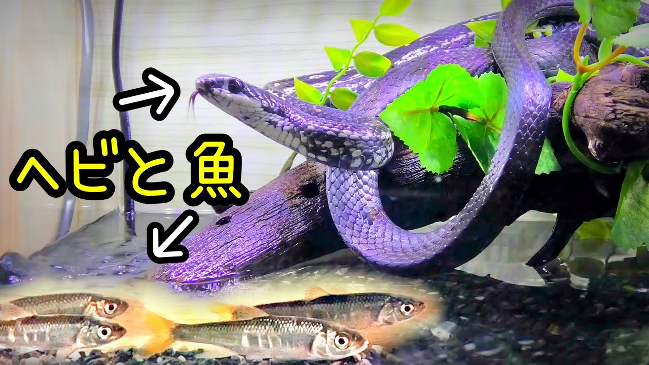ヘビと魚を一緒に飼育。カラーボックスと水槽合体【冬休み暇人専用一気見版】
