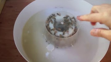 No Drowning Rapid Bee Feeder Round Hive Top