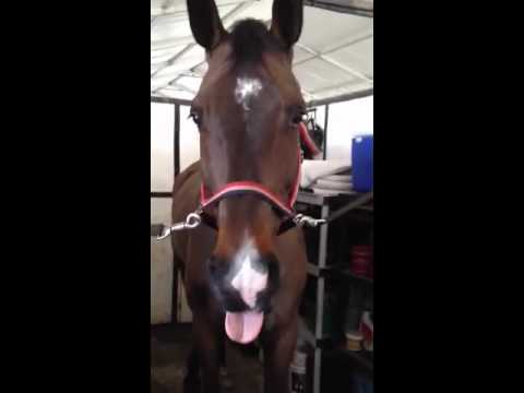 horse-making-funny-noise