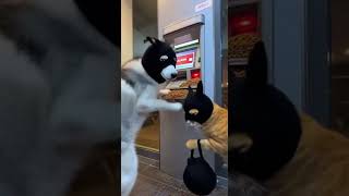 Heist of the Year: Dog & Cat Pull Off the Purr-fect ATM Robbery! 🐱💰🐶