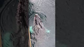 Синий кит. Редкие кадры \\ Blue whale. Rare footage
