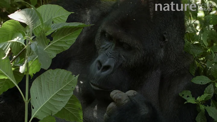 Silverback Eastern lowland gorilla feeding in undergrowth, Democratic Republic of Congo