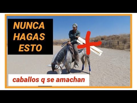 Video: Cómo hacer que un caballo terco o perezoso avance