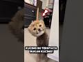 CHEETAH TERNYATA LEBIH MANJA DARI KUCING RUMAHAN #shorts #short #shortsviral