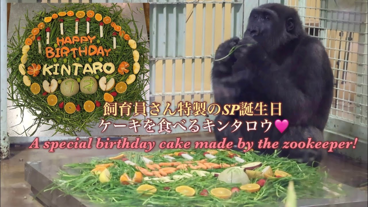 Gorilla⭐️ Kintaro ate the birthday cake that the zookeeper had 