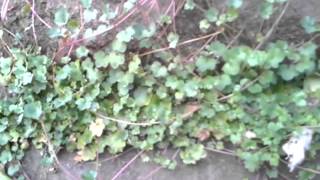 3 Leaf 4 Leaf clovers growing out of stone walls