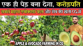 सबसे महंगे फल 'एवोकाडो' और सेब की खेती' छ०ग० में ।।'Apple Farming' & 'Avocado Farming'In CG