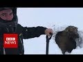 Stuck canadian moose rescued by snowmobilers  bbc news
