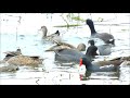 Waterbirds feeding frenzy, Coots, Moorhen, Black Ducks.