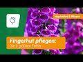 Fingerhut pflegen: Die 3 größten Fehler